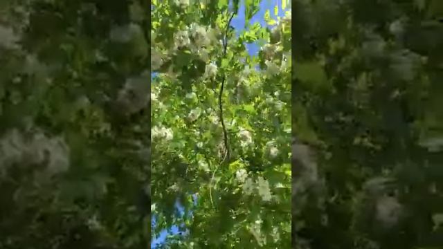 Біла акація цвіте,мед битонами . Запах нектару просто неймовірно запашний. смотреть онлайн