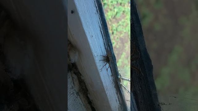 Паук домовой смотреть онлайн