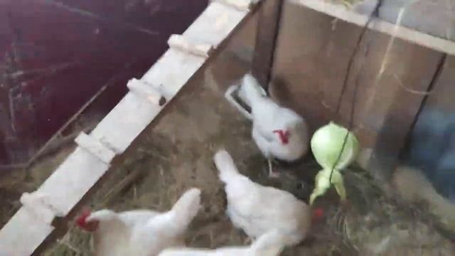 Зимний курятник своими руками для кур/ Курятник для кур несушек/ Сделать вентиляцию в курятнике. смотреть онлайн