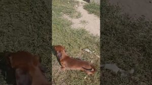 Продается щенок кроличьей/миниатюрной таксы