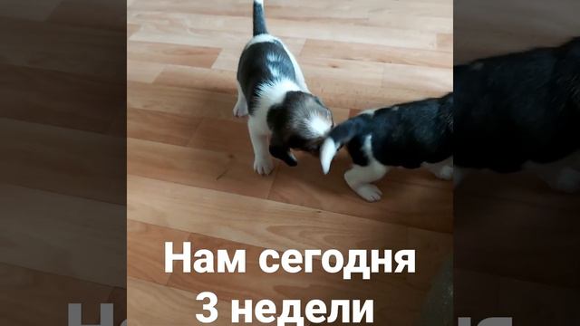 бигль щенки ❤ смотреть онлайн