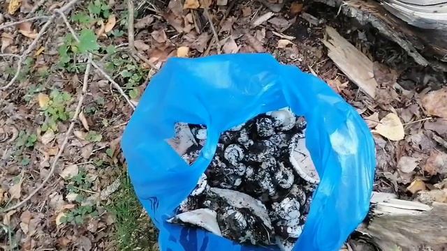 #влог//ОПЯТЬ набрали ПОЛНУЮ ВАННУ ГРУЗДЕЙ после рабочего дня#собираем грузди смотреть онлайн