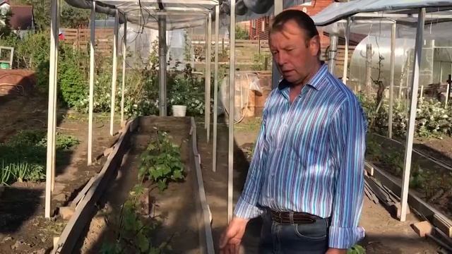 Виноград на даче: как его вырастить в Сибири - часть 2 смотреть онлайн