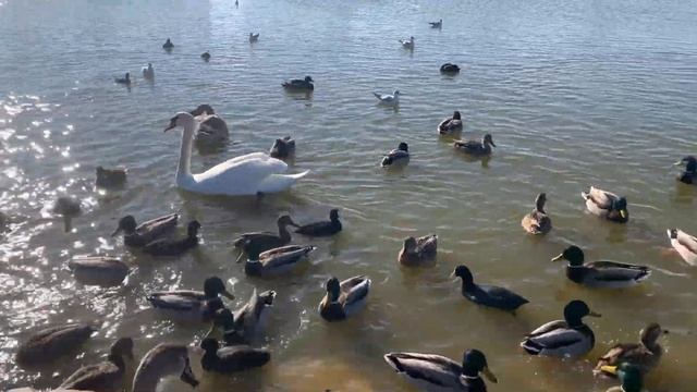 ЗНАМЕНИТЫЕ ЛЕБЕДИ ЕВПАТОРИИ / зимовка в Крыму / они любят КУКУРУЗУ смотреть онлайн