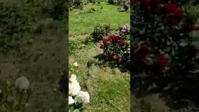 Спреевые розы Алегрия и др смотреть онлайн