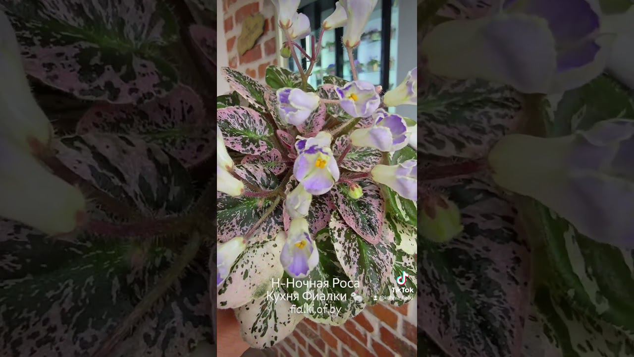 Н-Ночная Роса. Миниатюрный сорт. смотреть онлайн