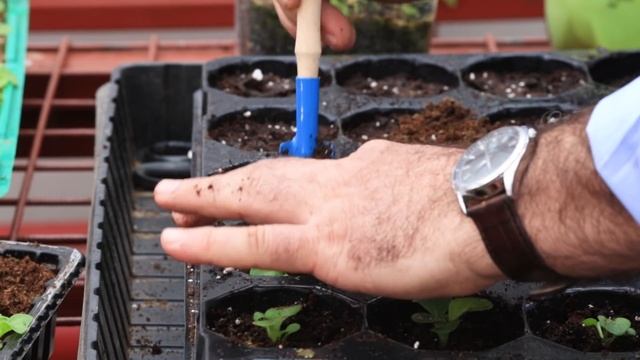 Пикировка рассады цветочных культур. смотреть онлайн