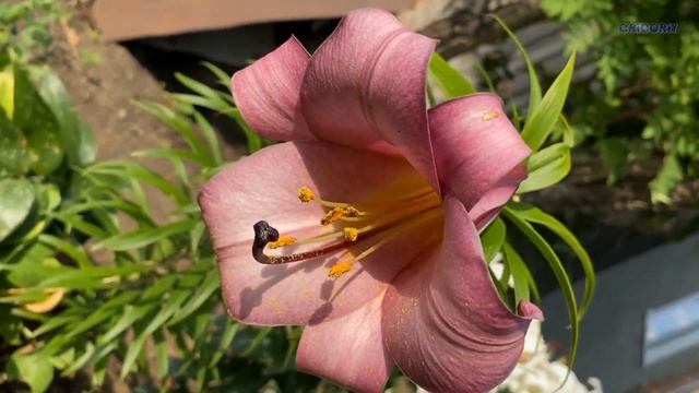 ЛИЛИИ В МОЁМ САДУ ! | LILIES in my garden ! | version 2022 | GRIGORIY смотреть онлайн