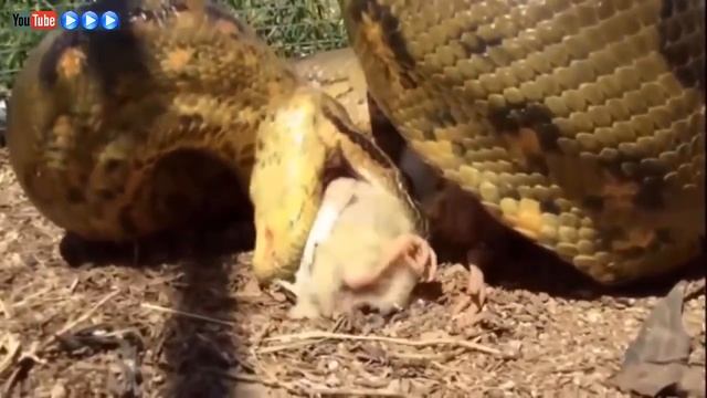 Grande batalha no deserto_ rei cobra vs mangusto - (720p_hd) смотреть онлайн