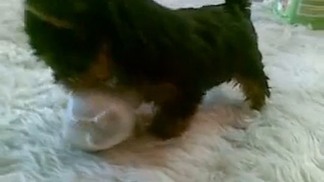 Rambo in action смотреть онлайн
