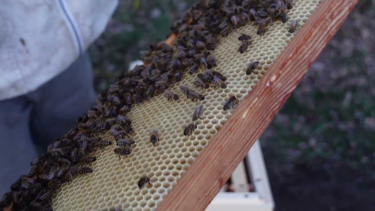 пыльцесборники для шестирамочного улья и первый весенний супер ранний мед смотреть онлайн