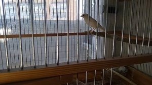 Как различить кенара от канарейки