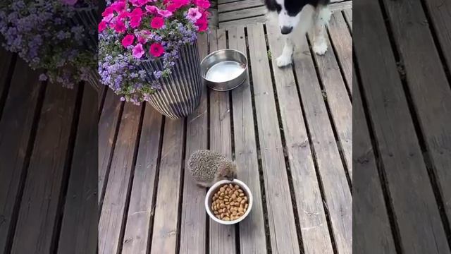 #memes смотреть онлайн