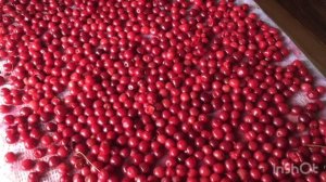 СУШИМ ВИШНЮ!!!