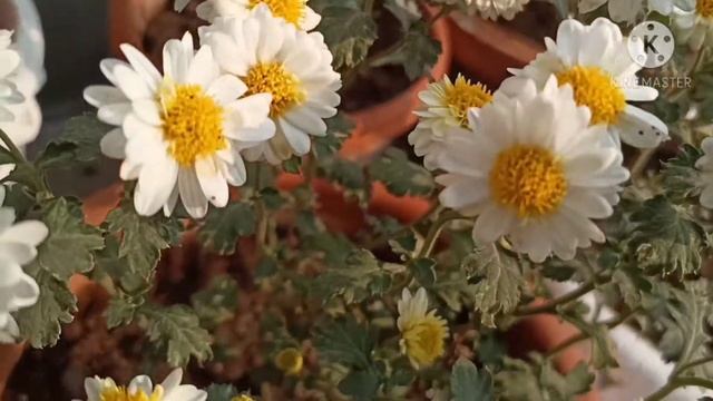 #Chrysanthemum #white/yellow shade #Short смотреть онлайн