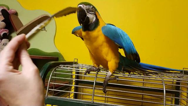 Попугай ара и пёрышко смотреть онлайн