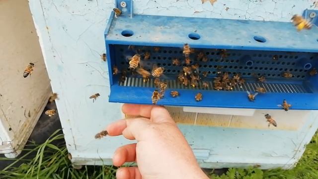 Пчеловодство Как собирают цветочную пыльцу с пчел!