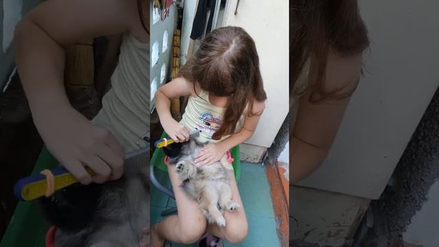 Пекинес и уход за шерстью. смотреть онлайн