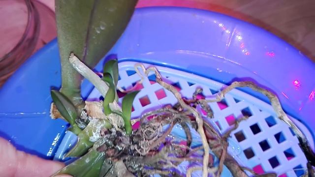 Не спешите выкинуть ,,ПЕНЕЧКИ,, Орхидей Фаленопсисов, может случиться ЧУДО смотреть онлайн