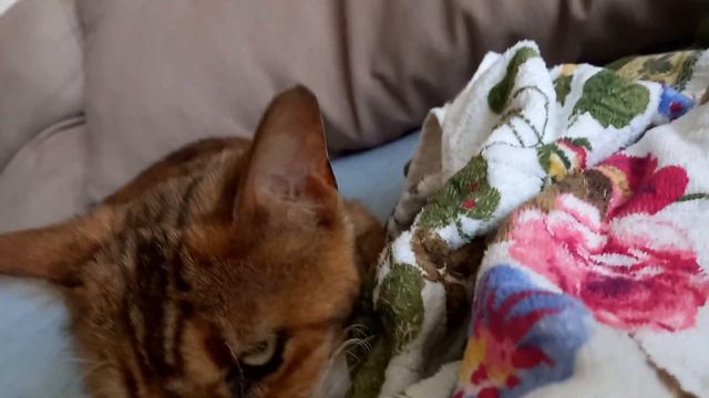 Нашли Бенгальскую кошку смотреть онлайн