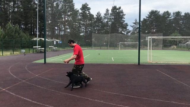 Стаффордширский бультерьер: тренировка "змейки" / Staffordshire bullterrier: Snake Training 8) смотреть онлайн