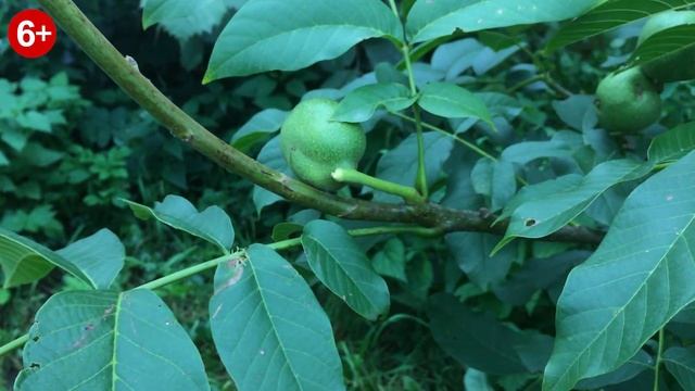 Грецкий орех - Первый урожай. 2019 год. смотреть онлайн