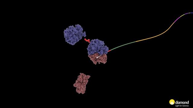 SARS-COV-2 Virus Lifecycle смотреть онлайн