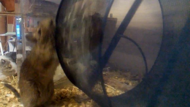 Кто сказал, что колесо нужно крутить изнутри?! смотреть онлайн