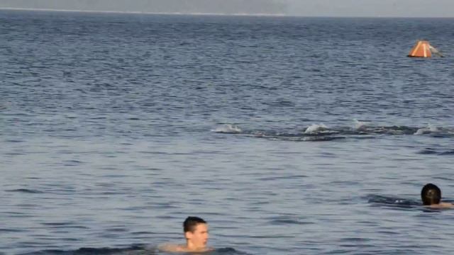 Встреча с дельфинами Пицунда смотреть онлайн