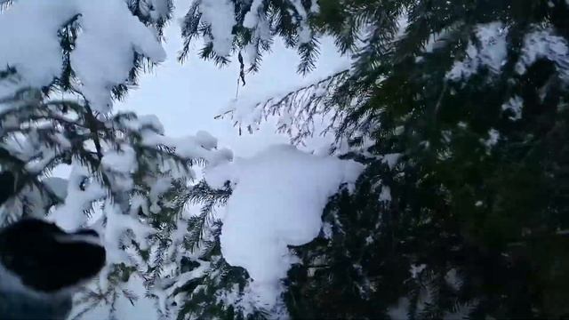 Отличие пихты от ели смотреть онлайн