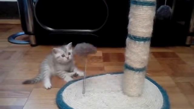 Скоттиш страйт смотреть онлайн