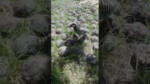 Голос птиц как поёт Горная Куропатка.(Кеклик)