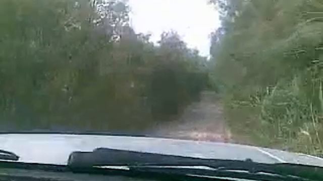 Лес Гек Депе Туркмения смотреть онлайн