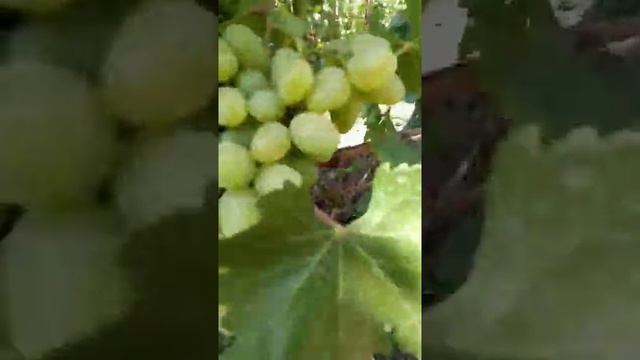 Сорт винограда Подарок Никополю, Жар-птица и другие сорта 22 июля 2020 Виноградник Щереденкова В. А смотреть онлайн