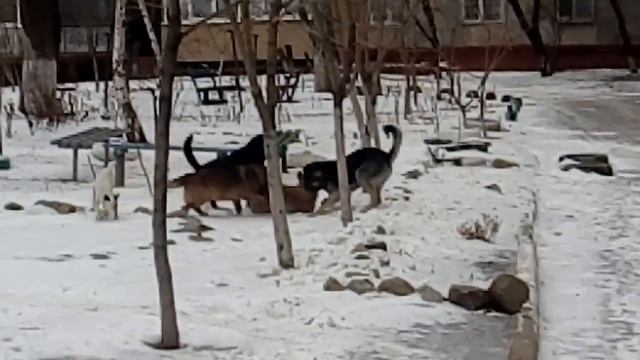 Ужас ! Койоты в городе смотреть онлайн