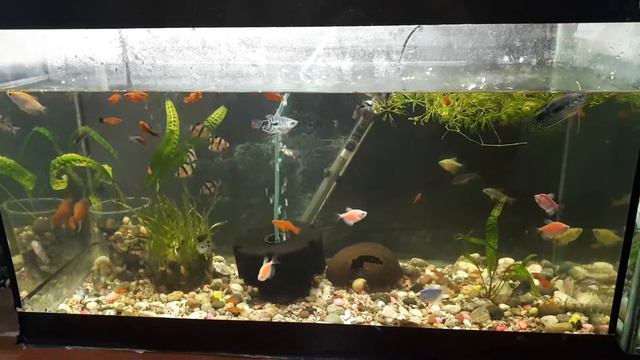 Золотые рыбки вместе с другими обитателями в аквариуме отчет за неделю смотреть онлайн