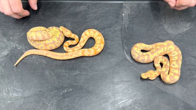 Evolution of a Banana Clown Ball Python project towards perfection (are we there yet?) смотреть онлайн