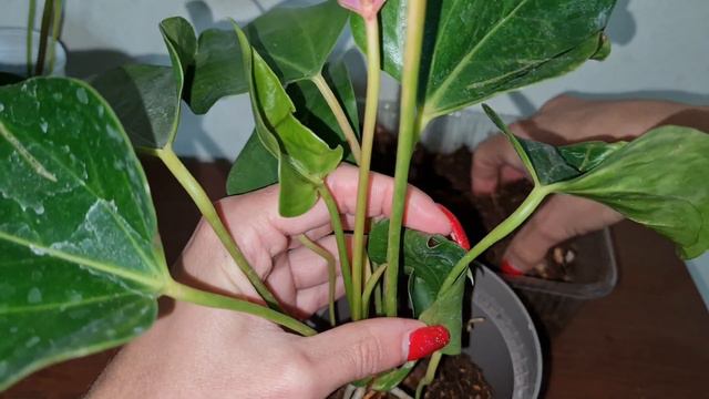 Planting And Repotting Anthurium Plant / BEST Potting Soil MIX For Anthurium Plant?