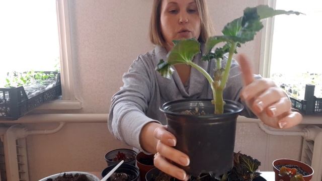 БЕГОНИЯ.Как ухаживаю за разными видами. смотреть онлайн