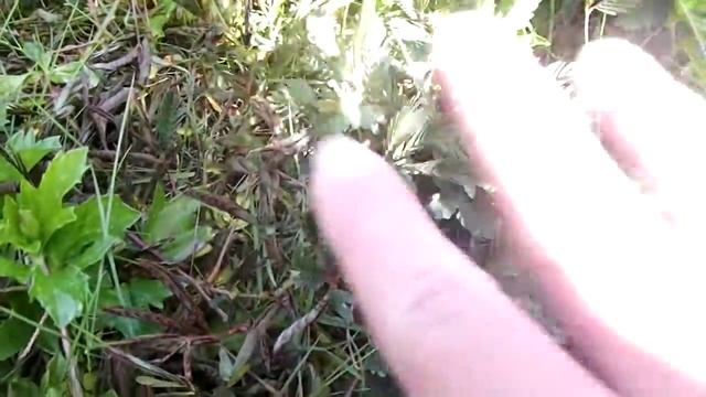 Mimosa pudica Jamaican plant. смотреть онлайн