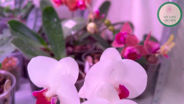 Кто такие MY LOVE ORCHIDS? Давайте знакомиться! смотреть онлайн