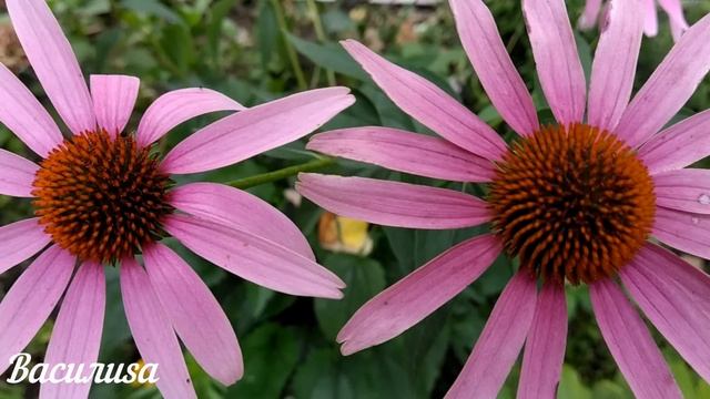 21 октября День Пелагеи. Что нельзя делать 21 октября День Пелагеи. Народные традиции и приметы