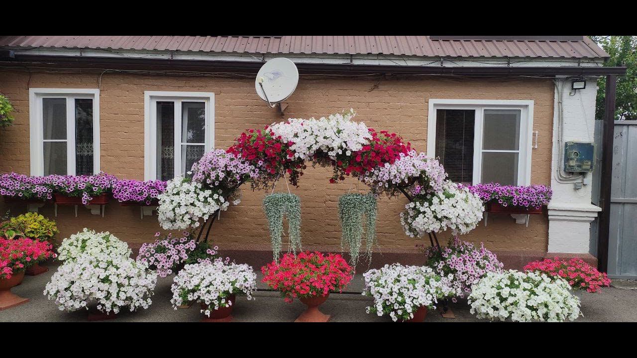 Мой цветущий дворик и сад в начале июля. Шикарное цветение петуний. Приглашаю на обзор. смотреть онлайн