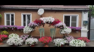 Мой цветущий дворик и сад в начале июля. Шикарное цветение петуний. Приглашаю на обзор.