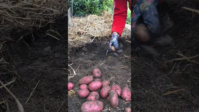 Уборка картофеля 17 Августа 20 года , росла под соломой . смотреть онлайн