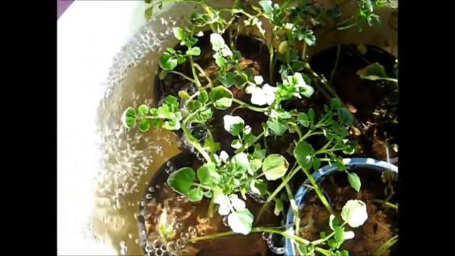 Watercress Update II смотреть онлайн