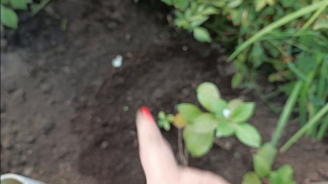 Размножение гортензии🌺 отводками. смотреть онлайн