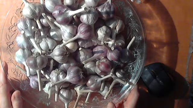 .Как сохранить чеснок до нового урожая! смотреть онлайн