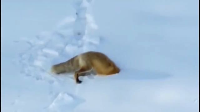 Лиса охотится на мышей зимой в снегу . Лиса мышкует. смотреть онлайн