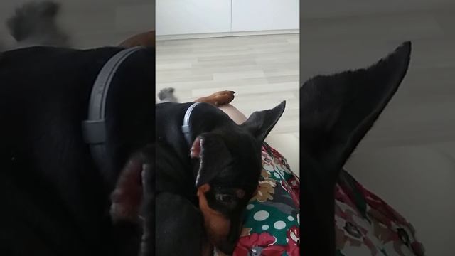 Как выглядят уши у цвергпинчера после купирования?